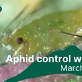 Aphid identification with Technical Specialist, Chris Dart