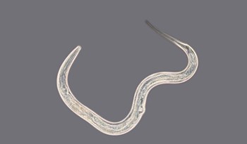 Prevent slug damage with our new nematode product - Exhibitline Ph