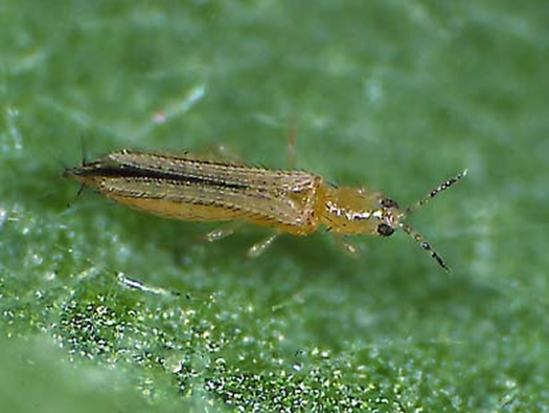 Thrips Adult WFT (1)