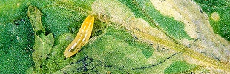 Leaf Miner (Liriomyza Spp.) (74143)