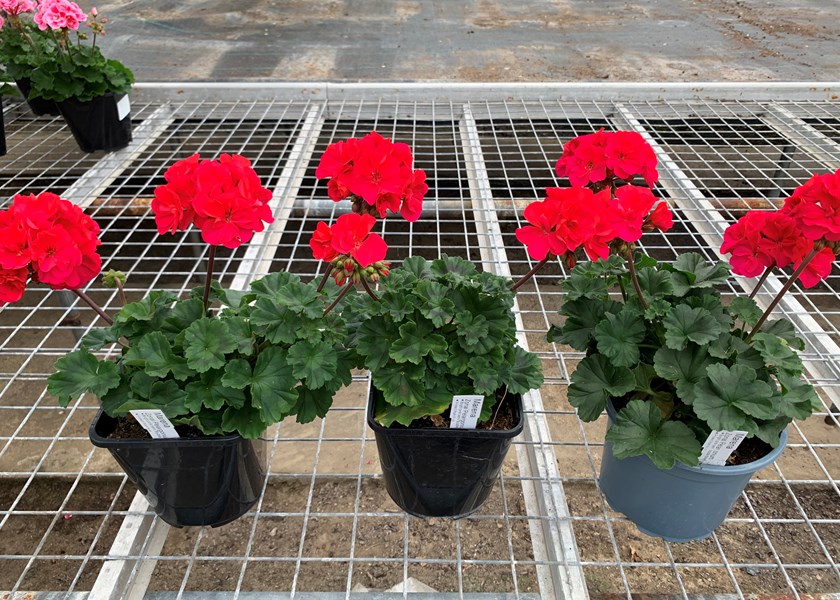 The Pelargonium on the right is in the Nursery Peat mix Fed on Normal feed cycle this is the same order for all 3 pictures.