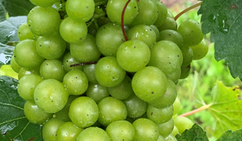 Disease control programme for wine grapes